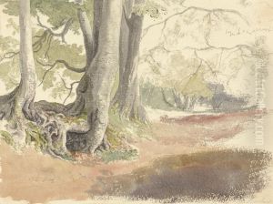 Beech Trees
