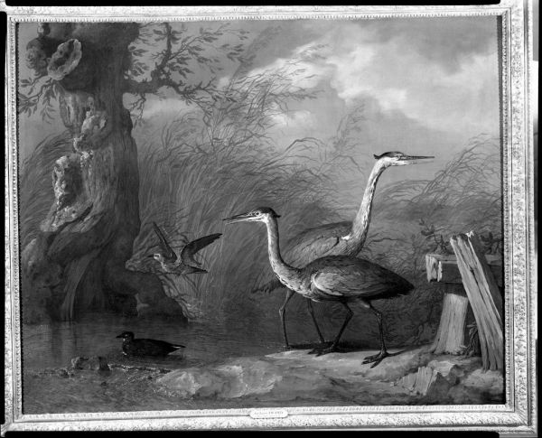 The Blue Herons - view 1