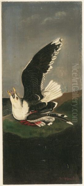 Great Black-backed Gull, after Audubon - view 1
