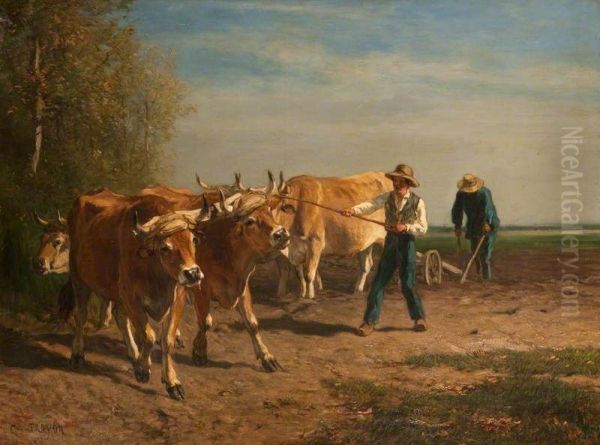 Oxen at work - view 1