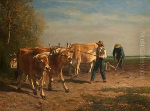 Oxen at work