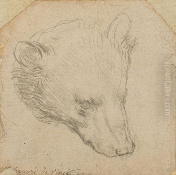 Head of a Bear - view 1