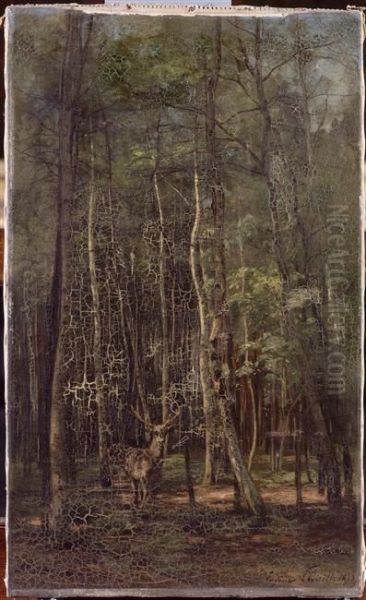 Fontainebleau : bouleaux et pins - view 1