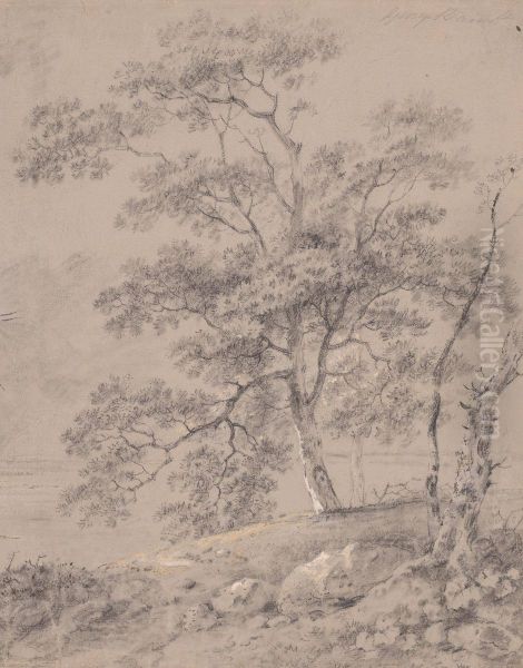 Tree Study - view 1