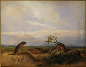 Townsend's Meadow Mouse, Meadow Vole and Swamp Rice Rat (or Rice Meadow Mouse) by John Woodhouse Audubon