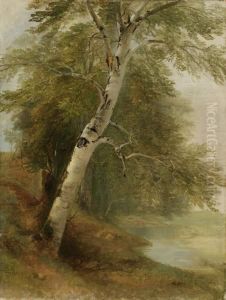 A Birch Tree by Asher Brown Durand