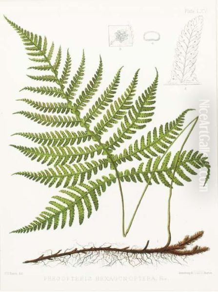 The Ferns Of North America - view 1