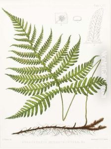 The Ferns Of North America by Daniel Cady Eaton
