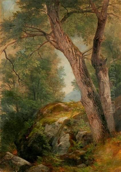 Butternut Tree at Hague, Lake George, New York - view 1