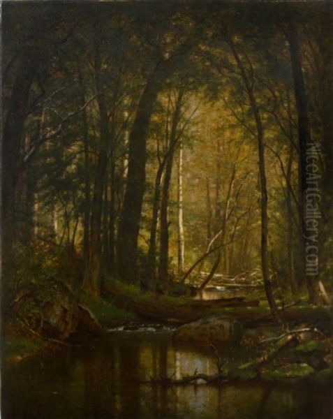 A forest stream. - view 1