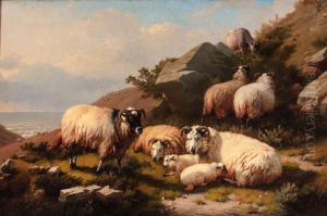 Scotch Sheep Scotch Sheep