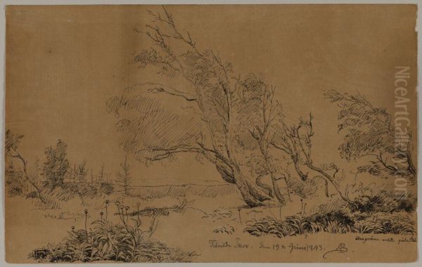 Tisvilde skog - view 1