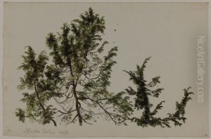 Hornbaeks plantage