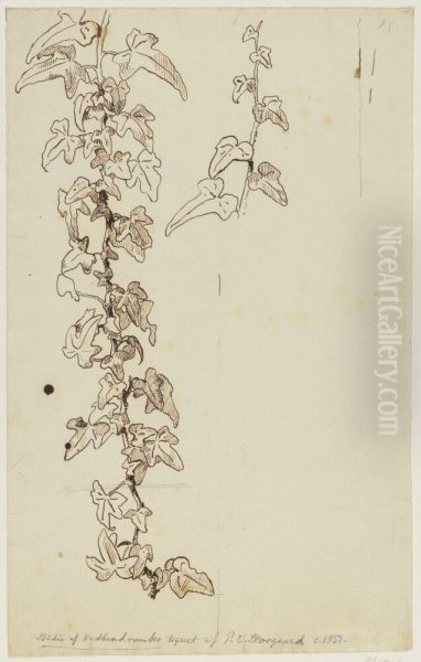 Ivy - view 1