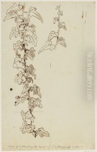 Ivy