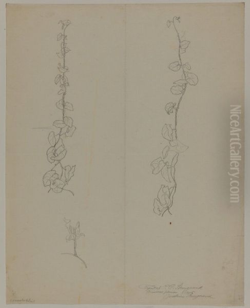 Convolvulus-rankor - view 1