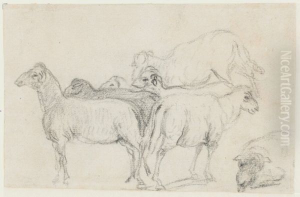 Sheep - view 1
