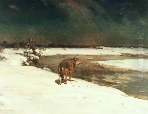 The lonely wolf. - view 1