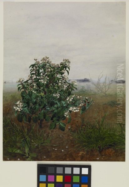 The Flowering Shrub - view 1