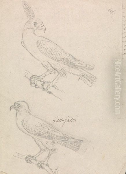 Graphite Sketch of Two Unidentified Birds - view 1
