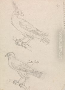 Graphite Sketch of Two Unidentified Birds