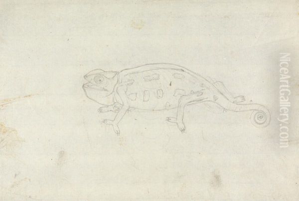 Chamaeleonidae (Chameleon) - view 1