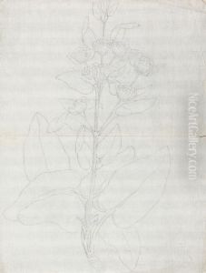 outline of habit of plant