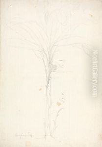 preliminary outline drawing of habit of tree with fruit
