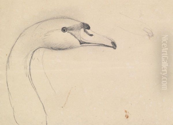 Head of a Swan - view 1