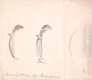 Studies of a Flower