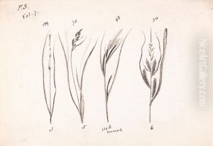 Four Species of Grasses