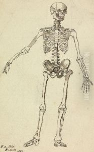 Drawing of a Skeleton
