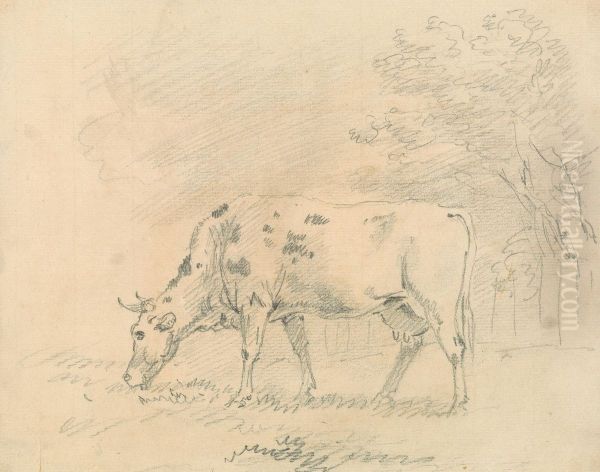 Cow Grazing - view 1