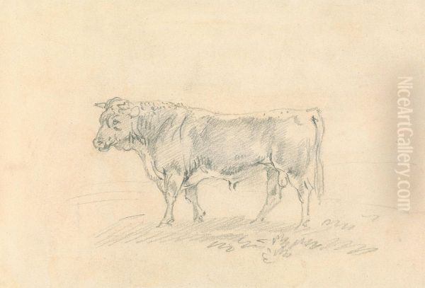 Bull - view 1