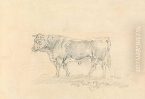 Bull