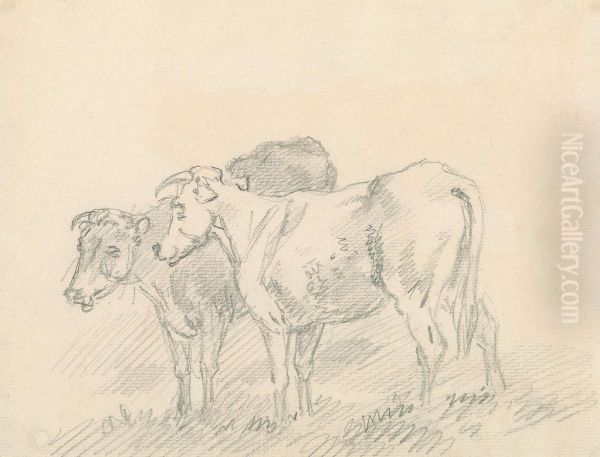 Two Cows - view 1