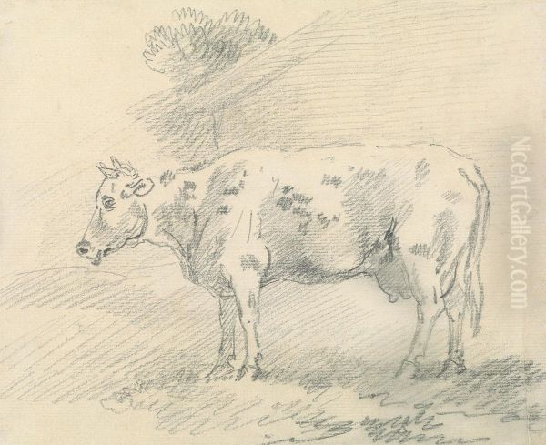 Cow - view 1