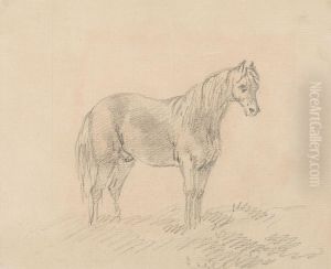 Male Horse Male Horse