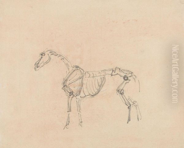 Horse Skeleton - view 1