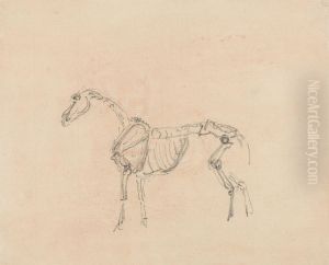 Horse Skeleton