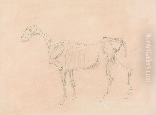 Horse Skeleton - view 1