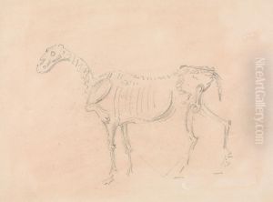 Horse Skeleton