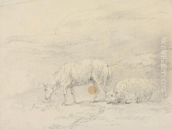 Two Sheep - view 1