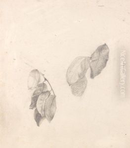 Studies of Leaves