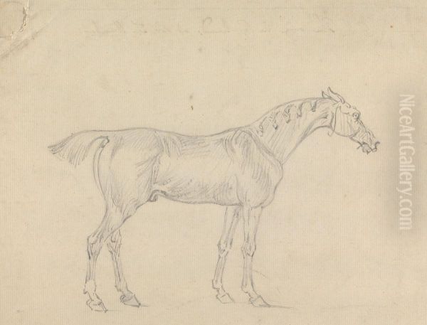 A Horse - view 1