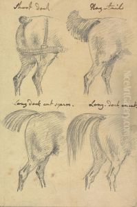 Four Sketches of Horse Tails