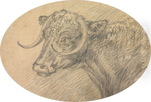 Head of a Bull - view 1