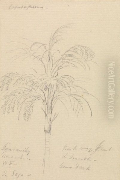 Tree Sketch - view 1