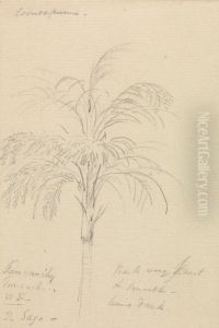 Tree Sketch by Thomas Daniell