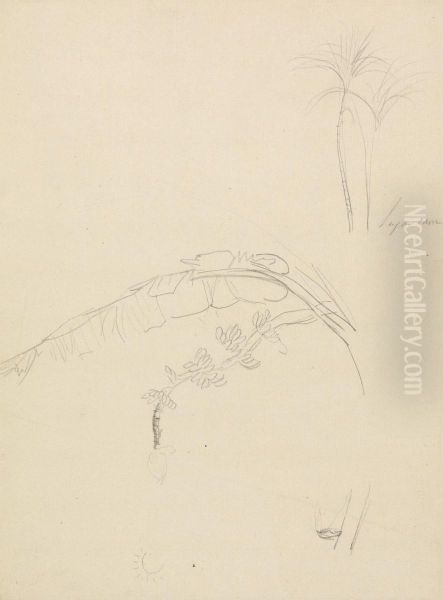 Plant Sketches - view 1